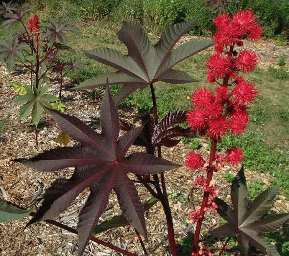 Castor Bean Tropical Mix, - CARIBBEAN products, annual foliage ! - Caribbean garden seed
