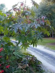 Castor Bean Tropical Mix, - CARIBBEAN products, annual foliage ! - Caribbean garden seed