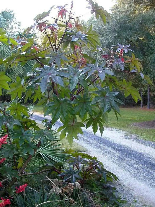 Castor Bean Tropical Mix, - CARIBBEAN products, annual foliage ! - Caribbean garden seed