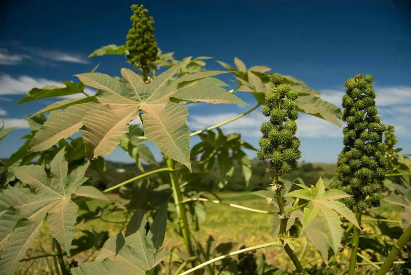 Castor Bean Tropical Mix, - CARIBBEAN products, annual foliage ! - Caribbean garden seed