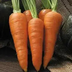 Carrot Seeds,Organic Danvers 126 Carrot(Daucus carota)  -Biennial ! - Caribbean garden seed