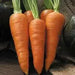 Carrot Seeds,Organic Danvers 126 Carrot(Daucus carota)  -Biennial ! - Caribbean garden seed