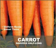 Carrot Seeds,Organic Danvers 126 Carrot(Daucus carota)  -Biennial ! - Caribbean garden seed