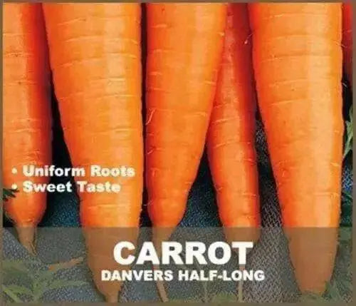 Carrot Seeds,Organic Danvers 126 Carrot(Daucus carota)  -Biennial ! - Caribbean garden seed