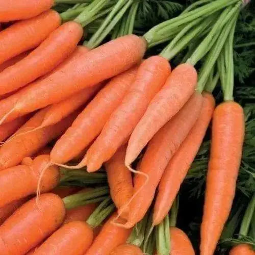 Carrot Seeds,Organic Danvers 126 Carrot(Daucus carota)  -Biennial ! - Caribbean garden seed
