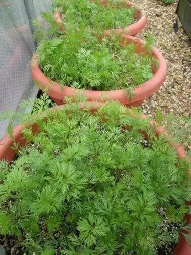 Carrot Seeds,Organic Danvers 126 Carrot(Daucus carota)  -Biennial ! - Caribbean garden seed