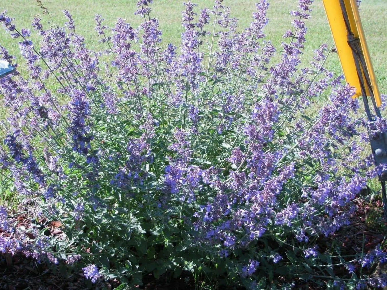 CATMINT