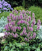 Catmint FLOWERS Seed - 'Pink Cat'- Nepeta nervosa - Caribbean garden seed