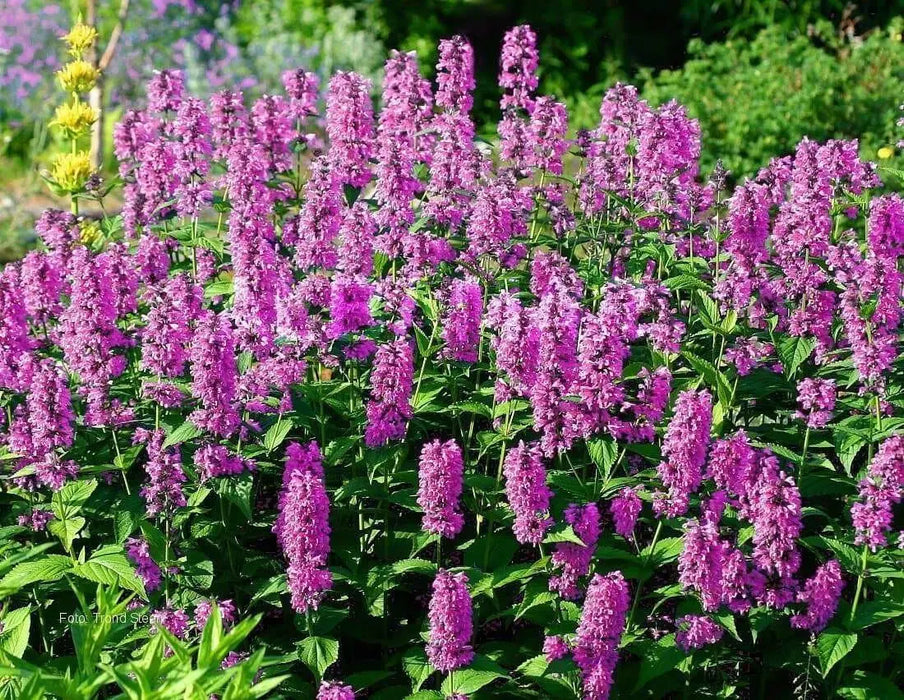 Catmint FLOWERS Seed - 'Pink Cat'- Nepeta nervosa - Caribbean garden seed