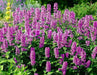 Catmint FLOWERS Seed - 'Pink Cat'- Nepeta nervosa - Caribbean garden seed