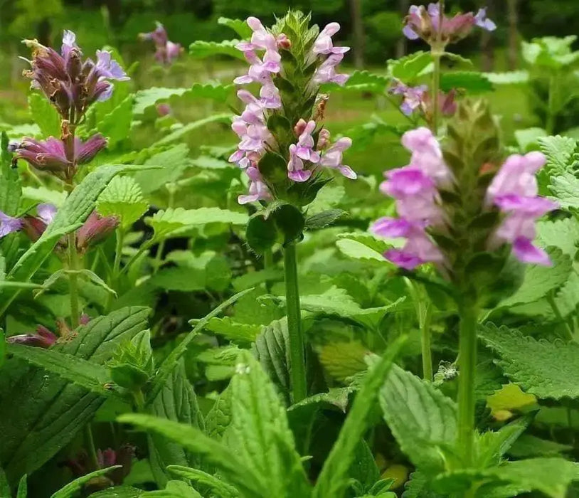 Catmint FLOWERS Seed - 'Pink Cat'- Nepeta nervosa - Caribbean garden seed