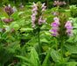 Catmint FLOWERS Seed - 'Pink Cat'- Nepeta nervosa - Caribbean garden seed