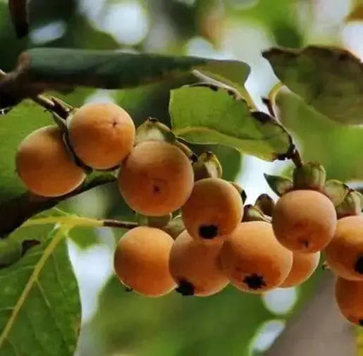 Caucasian Persimmon SEEDS, FRUIT TREE - Caribbean garden seed