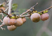 Caucasian Persimmon SEEDS, FRUIT TREE - Caribbean garden seed