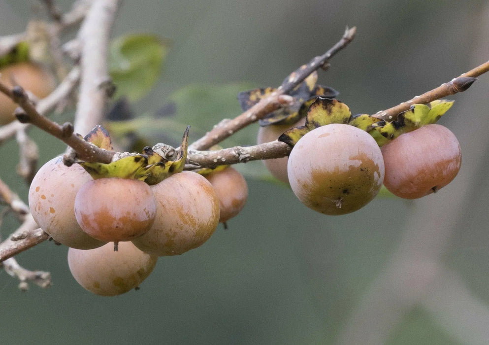 Caucasian Persimmon SEEDS, FRUIT TREE - Caribbean garden seed