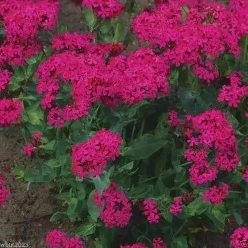 Catchfly (Silene Armeria)  FLOWERS SEED, ! Annual, Biennial - Caribbean garden seed