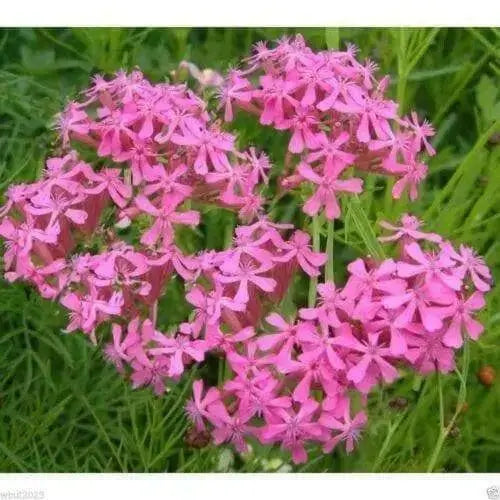 Catchfly (Silene Armeria)  FLOWERS SEED, ! Annual, Biennial - Caribbean garden seed