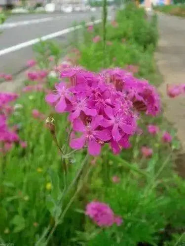 Catchfly (Silene Armeria)  FLOWERS SEED, ! Annual, Biennial - Caribbean garden seed