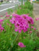 Catchfly (Silene Armeria)  FLOWERS SEED, ! Annual, Biennial - Caribbean garden seed