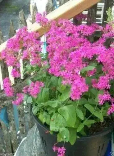 Catchfly (Silene Armeria)  FLOWERS SEED, ! Annual, Biennial - Caribbean garden seed