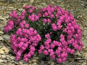Catchfly (Silene Armeria)  FLOWERS SEED, ! Annual, Biennial - Caribbean garden seed