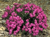 Catchfly (Silene Armeria)  FLOWERS SEED, ! Annual, Biennial - Caribbean garden seed