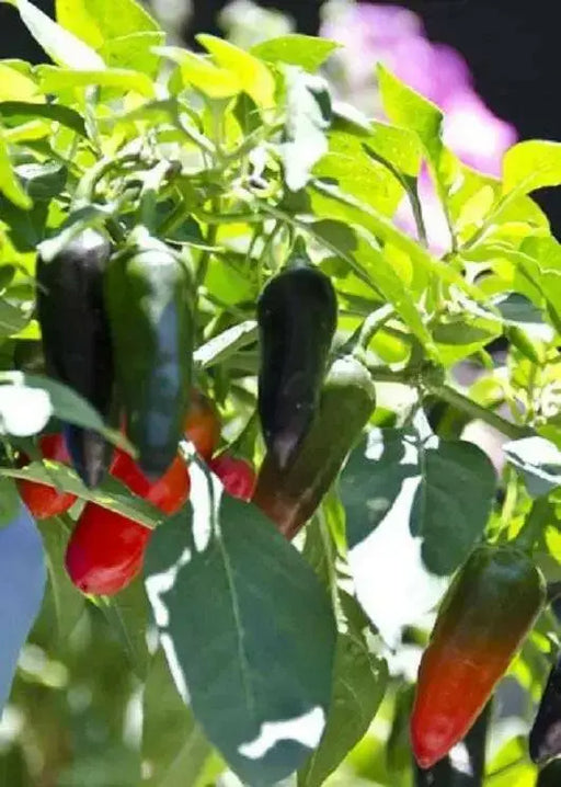 Chenzo' Pepper SEEDS (Capsicum frutescens) - Caribbean garden seed