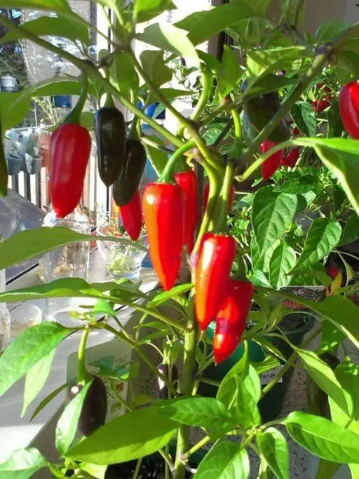 Chenzo' Pepper SEEDS (Capsicum frutescens) - Caribbean garden seed