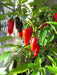 Chenzo' Pepper SEEDS (Capsicum frutescens) - Caribbean garden seed
