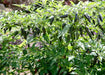 Chenzo' Pepper SEEDS (Capsicum frutescens) - Caribbean garden seed