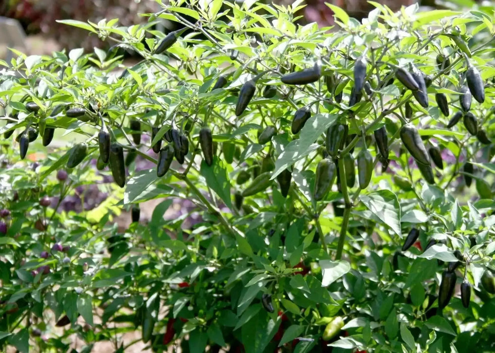 Chenzo' Pepper SEEDS (Capsicum frutescens) - Caribbean garden seed