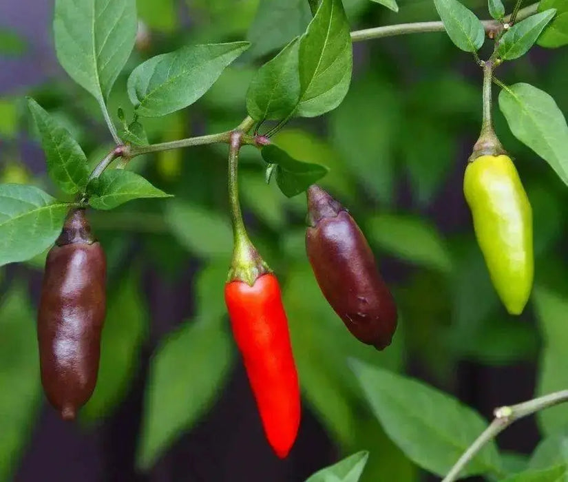 Chenzo' Pepper SEEDS (Capsicum frutescens) - Caribbean garden seed