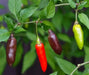 Chenzo' Pepper SEEDS (Capsicum frutescens) - Caribbean garden seed