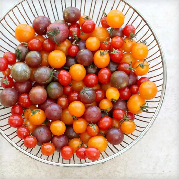 Cherry Tomato Seed (Allsort Mix) ANNUAL VEGETABLE - Caribbean garden seed