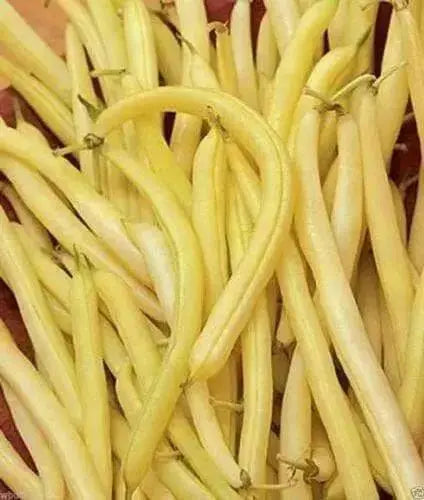 Cherokee Wax bean Seeds, (Bush Bean) heavy producer,55 days.