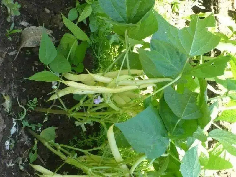 Cherokee Wax bean Seeds, (Bush Bean) heavy producer,55 days.