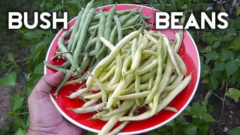 Cherokee Wax bean Seeds, (Bush Bean) heavy producer,55 days.