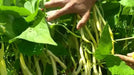 Cherokee Wax bean Seeds, (Bush Bean) heavy producer,55 days.
