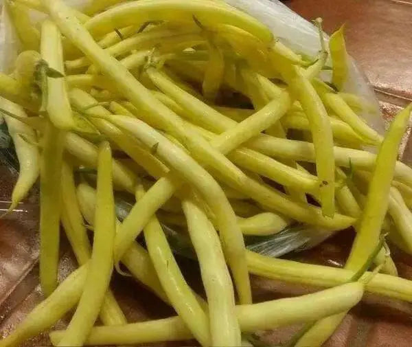 Cherokee Wax bean Seeds, (Bush Bean) heavy producer,55 days.