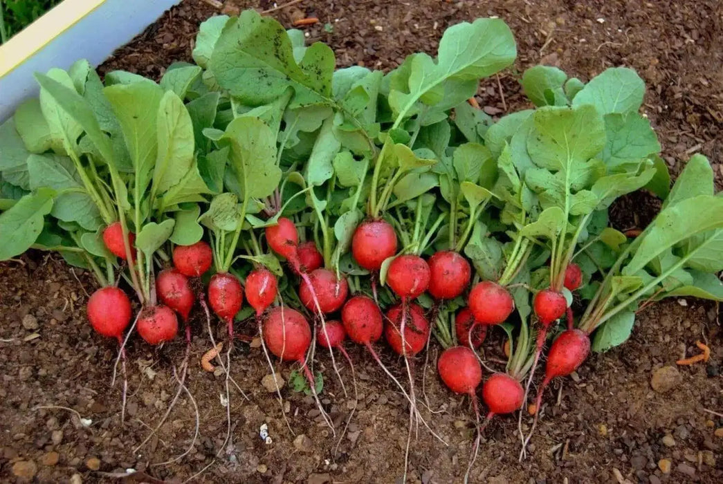 Cherry Belle Radish Seeds - Organic VEGETABLE - Caribbean garden seed