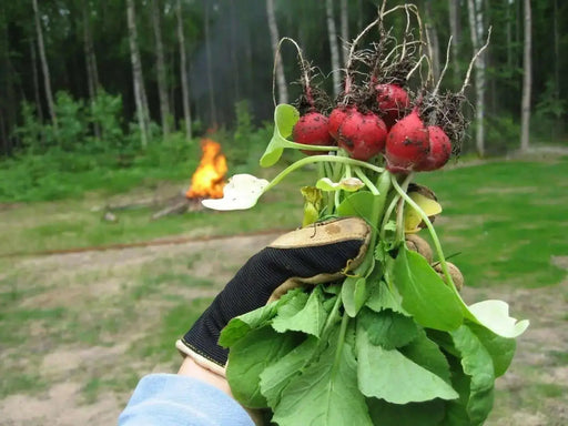 Cherry Belle Radish Seeds - Organic VEGETABLE - Caribbean garden seed