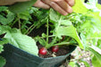 Cherry Belle Radish Seeds - Organic VEGETABLE - Caribbean garden seed
