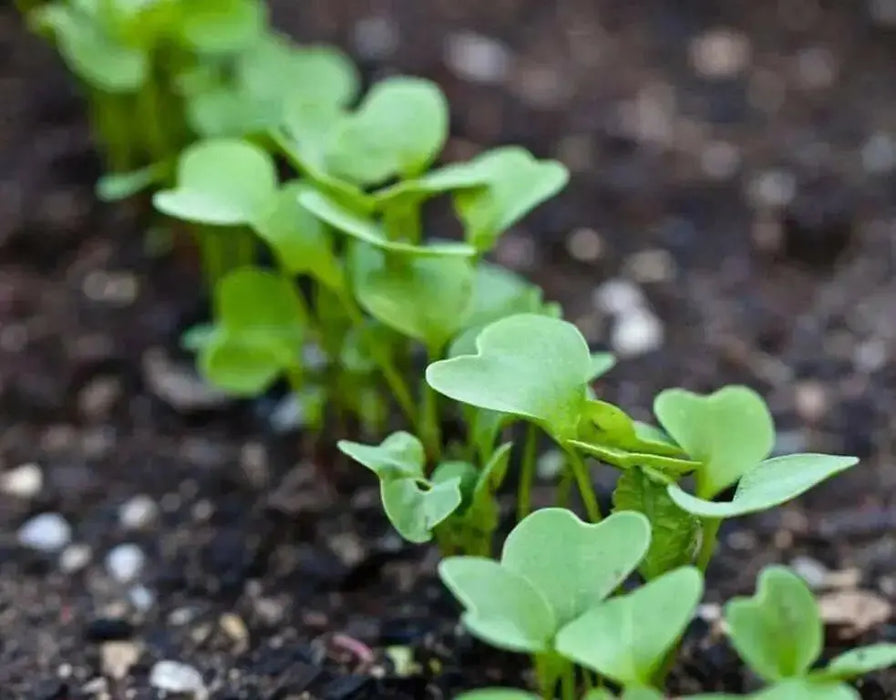 Cherry Belle Radish Seeds - Organic VEGETABLE - Caribbean garden seed