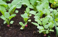 Cherry Belle Radish Seeds - Organic VEGETABLE - Caribbean garden seed