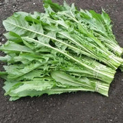 Chicory  seeds , Dandelion,HARDY  VEGETABLE - Caribbean garden seed