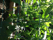 Cherry Bomb PEPPER ( LIVE PLANT ) Medium heat - Caribbean garden seed