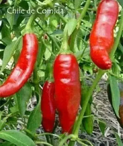 CHILE DE COMIDA, Capsicum annum.10 Pepper Seeds, Rare variety From Mexico - Caribbean garden seed