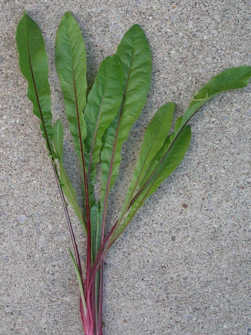 Chicory Seed (Red Stem ) Italian Dandelion,Vegetable Seeds ! - Caribbean garden seed