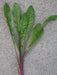 Chicory Seed (Red Stem ) Italian Dandelion,Vegetable Seeds ! - Caribbean garden seed