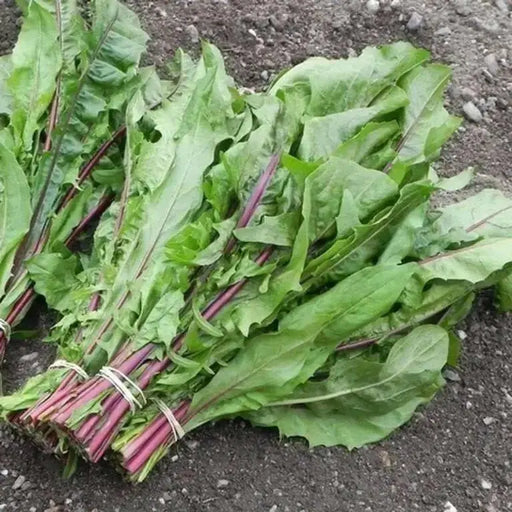Chicory Seed (Red Stem ) Italian Dandelion,Vegetable Seeds ! - Caribbean garden seed